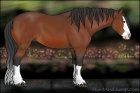 Horse Color:Bay Sabino Splash 