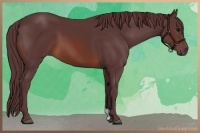 Horse Color:Chocolate Brown 