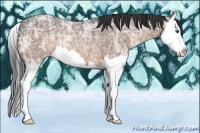 Horse Color:Buckskin Ice Roan Splash Rabicano