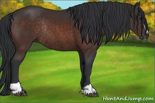 Horse Color:Bay Sabino Rabicano