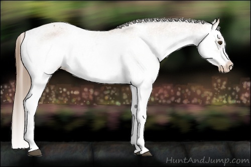 Horse Color:Bay Splash Frame Varnish 