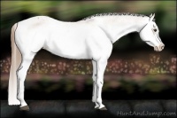 Horse Color:Bay Splash Frame Appaloosa 