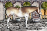 Horse Color:White Spotted Bay Onyx Rabicano 