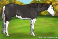 Horse Color:Liver Chestnut Splash