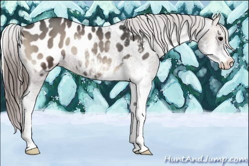 Horse Color:Smoky Blue Onyx Sabino Appaloosa Rabicano 