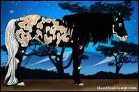 Horse Color:Silver Classic Champagne Appaloosa 