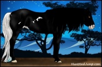 Horse Color:Silver Classic Champagne Splash Tobiano Appaloosa 
