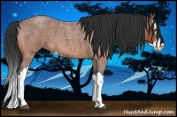 Horse Color:Bay Roan Splash 