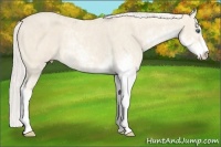 Horse Color:Cremello Sabino  Brindle