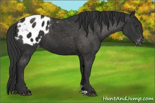 Horse Color:Liver Chestnut Appaloosa 