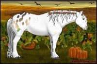 Horse Color:White Spotted Bay Onyx Appaloosa 