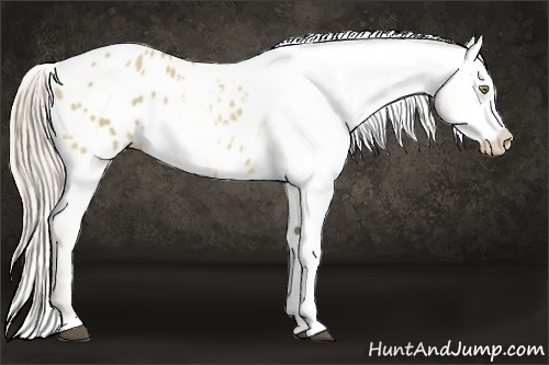 Horse Color:Palomino Dun Tobiano Blanket 