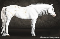 Horse Color:Palomino Dun Tobiano Blanket 
