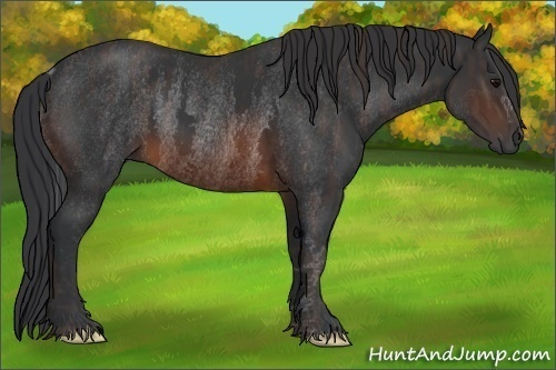 Horse Color:Brown Rabicano Brindle