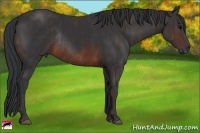 Horse Color:Brown Rabicano Brindle