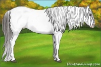 Horse Color:Liver Chestnut Appaloosa Rabicano  Brindle