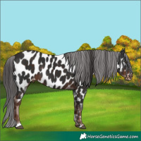 Horse Color:Liver Chestnut Appaloosa Rabicano  Brindle