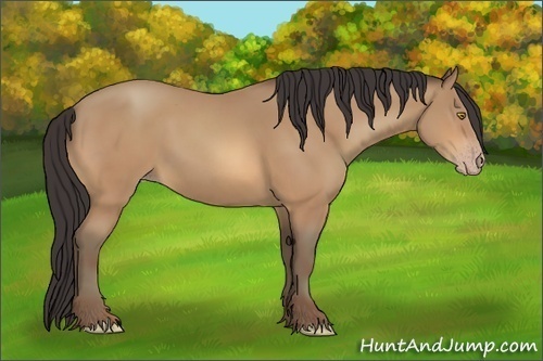 Horse Color:Amber Champagne