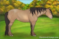 Horse Color:Amber Champagne