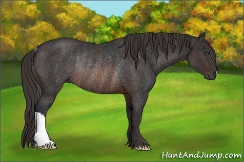 Horse Color:Brown Rabicano  Brindle