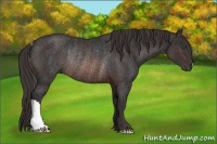 Horse Color:Brown Rabicano  Brindle