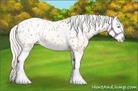 Horse Color:Silver Bay Pearl Sabino Splash Blanket 