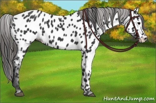 Horse Color:Black Appaloosa
