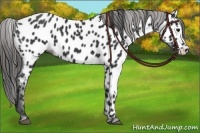 Horse Color:Black Appaloosa