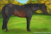 Horse Color:Brown Rabicano  Brindle