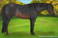 Horse Color:Brown Rabicano  Brindle