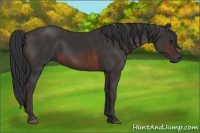 Horse Color:Brown Rabicano Brindle