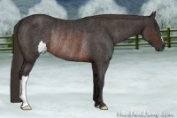 Horse Color:Brown Rabicano Brindle