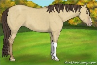 Horse Color:Classic Champagne Dun 