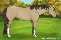 Horse Color:Classic Champagne Dun 