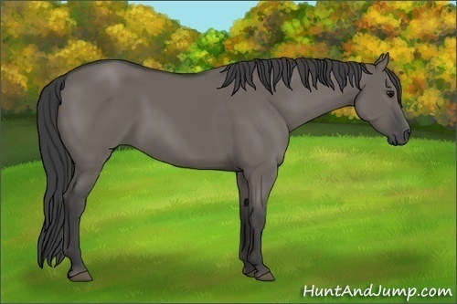 Horse Color:Smoky Grullo 