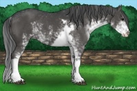 Horse Color:Black Sabino 