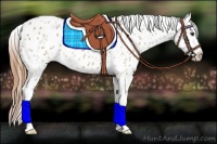 Horse Color:Red Ice Roan Appaloosa 