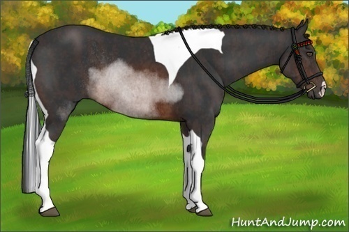 Horse Color:Brown Tobiano Rabicano  Brindle