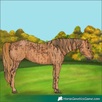 Horse Color:Brown Rabicano Brindle