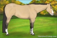 Horse Color:Buckskin Roan Dun Splash 