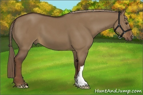 Horse Color:Liver Red Dun 