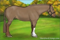 Horse Color:Liver Red Dun 