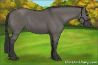 Horse Color:Grullo 