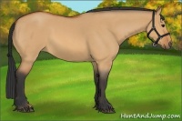 Horse Color:Bay Roan Dun