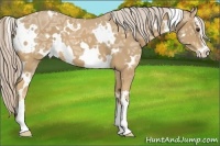 Horse Color:White Spotted Palomino Ice Sabino