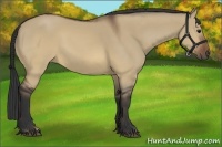 Horse Color:Brown Dun 