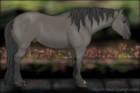 Horse Color:Grullo