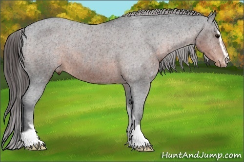 Horse Color:Brown Sabino Appaloosa 