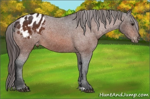 Horse Color:Bay Appaloosa 
