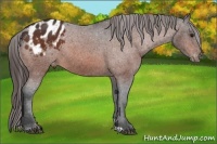 Horse Color:Bay Appaloosa 